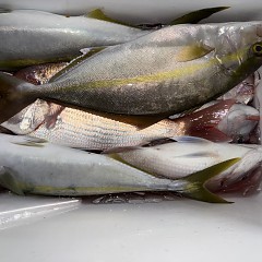 11月 4日（火）午後便・ウタセ真鯛の写真その11