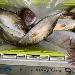 11月 4日（火）午後便・ウタセ真鯛の写真その12