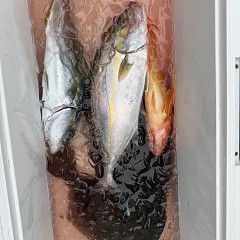 11月 5日（水）午前便・ヒラメ釣りの写真その7