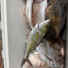 11月 5日（火）午後便・ウタセ真鯛の写真その2