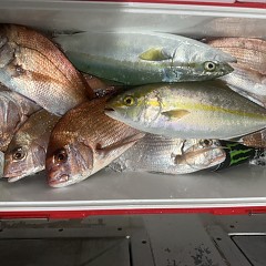 11月 5日（火）午後便・ウタセ真鯛の写真その3