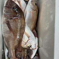 11月 5日（火）午後便・ウタセ真鯛の写真その4