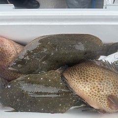 11月 6日(木)午前便・ヒラメ釣りの写真その10