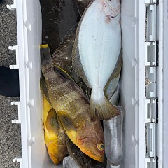 11月6日(木)午前便・ヒラメ釣りの写真その4