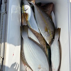 11月7日(金)午前便・ヒラメ釣りの写真その2
