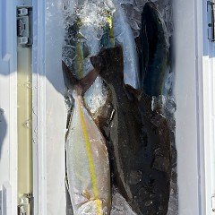 11月7日(金)午前便・ヒラメ釣りの写真その3