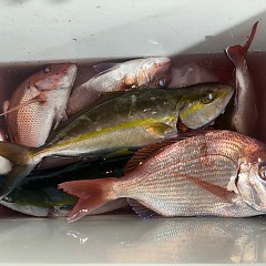 11月 7日(金)午後便・ウタセ真鯛の写真その4