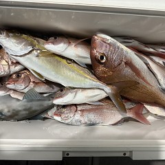 11月 7日(金)午後便・ウタセ真鯛の写真その5