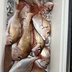 11月 7日(金)午後便・ウタセ真鯛の写真その6