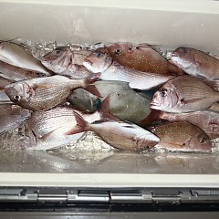 11月 7日(金)午後便・ウタセ真鯛の写真その7