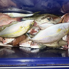 11月 7日(金)午後便・ウタセ真鯛の写真その8