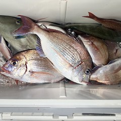 11月 7日(金)午後便・ウタセ真鯛の写真その9