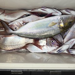 11月 7日(金)午後便・ウタセ真鯛の写真その10