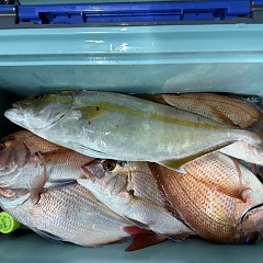 111月 8日(土)午後便・ウタセ真鯛の写真その5