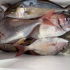 111月 8日(土)午後便・ウタセ真鯛の写真その6