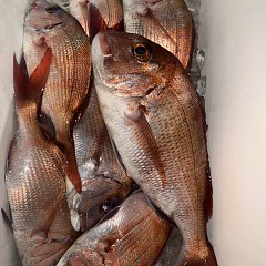 111月 8日(土)午後便・ウタセ真鯛の写真その7