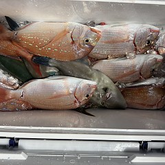 111月 8日(土)午後便・ウタセ真鯛の写真その8