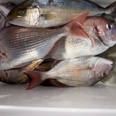 111月 8日(土)午後便・ウタセ真鯛の写真その9