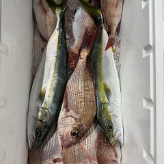 111月 8日(土)午後便・ウタセ真鯛の写真その10