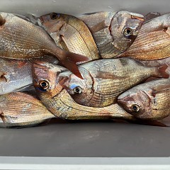 111月 8日(土)午後便・ウタセ真鯛の写真その11