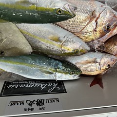 111月 8日(土)午後便・ウタセ真鯛の写真その12