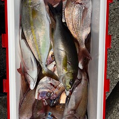 11月8日(土)午後便・ウタセマダイ釣りの写真その7