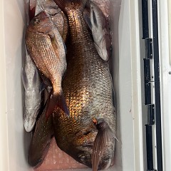 11月9日（日）午後便・ウタセマダイ釣りの写真その5