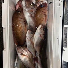 11月9日（日）午後便・ウタセマダイ釣りの写真その7