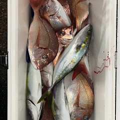 11月9日（日）午後便・ウタセマダイ釣りの写真その9