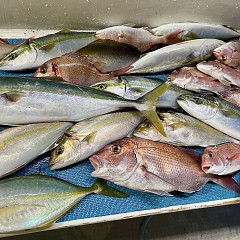 11月 9日(日)午後便・ウタセ真鯛の写真その7