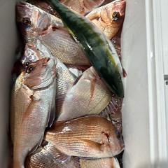 11月 9日(日)午後便・ウタセ真鯛の写真その8