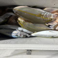 11月 9日(日)午後便・ウタセ真鯛の写真その9