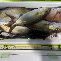 11月 9日(日)午後便・ウタセ真鯛の写真その10