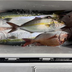 11月 9日(日)午後便・ウタセ真鯛の写真その11