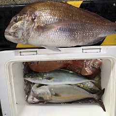 11月 11日（火）午前便・ウタセ真鯛の写真その9