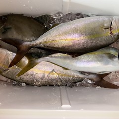 11月 11日（火）午前便・ウタセ真鯛の写真その11