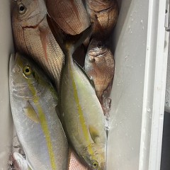 111月 12日（水）午後便・ウタセ真鯛の写真その5