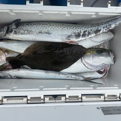 11月 13日（木）午前便・ヒラメ釣りの写真その12