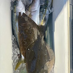 11月15日(土)午前便・ヒラメ釣りの写真その10