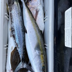 11月 17日(月 1日便・泳がせ釣りの写真その11