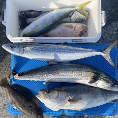 11月 19日（水）一日便・泳がせ釣りの写真その1