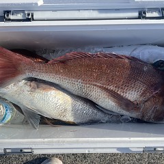 11月 19日(水)一日便・泳がせ釣りの写真その2