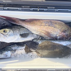 11月 19日(水)一日便・泳がせ釣りの写真その3