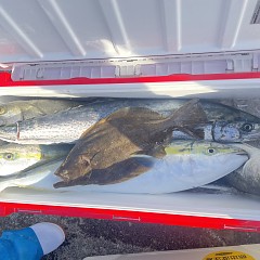 11月 19日(水)一日便・泳がせ釣りの写真その4