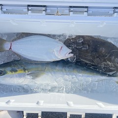 11月 19日(水)一日便・泳がせ釣りの写真その5