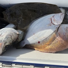 11月 19日(水)一日便・泳がせ釣りの写真その6