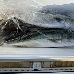 11月 19日(水)一日便・泳がせ釣りの写真その7