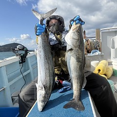 11月 19日（水）一日便・泳がせ釣りの写真その3