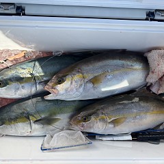 11月19日（水）午前便・イワシの泳がせ釣りの写真その3