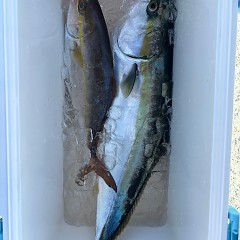 11月19日（水）午前便・イワシの泳がせ釣りの写真その6